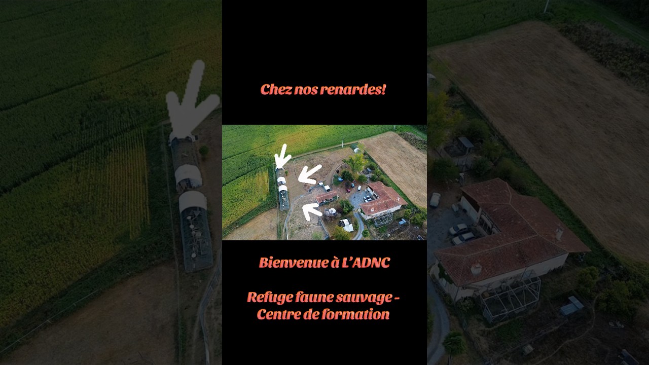 Nos animaux et nos programmes de formation au  