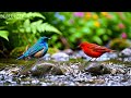 🔴 24/7 LIVE: Soft Piano & Peaceful Nature 🎹 Focus Music for Study & Relax
