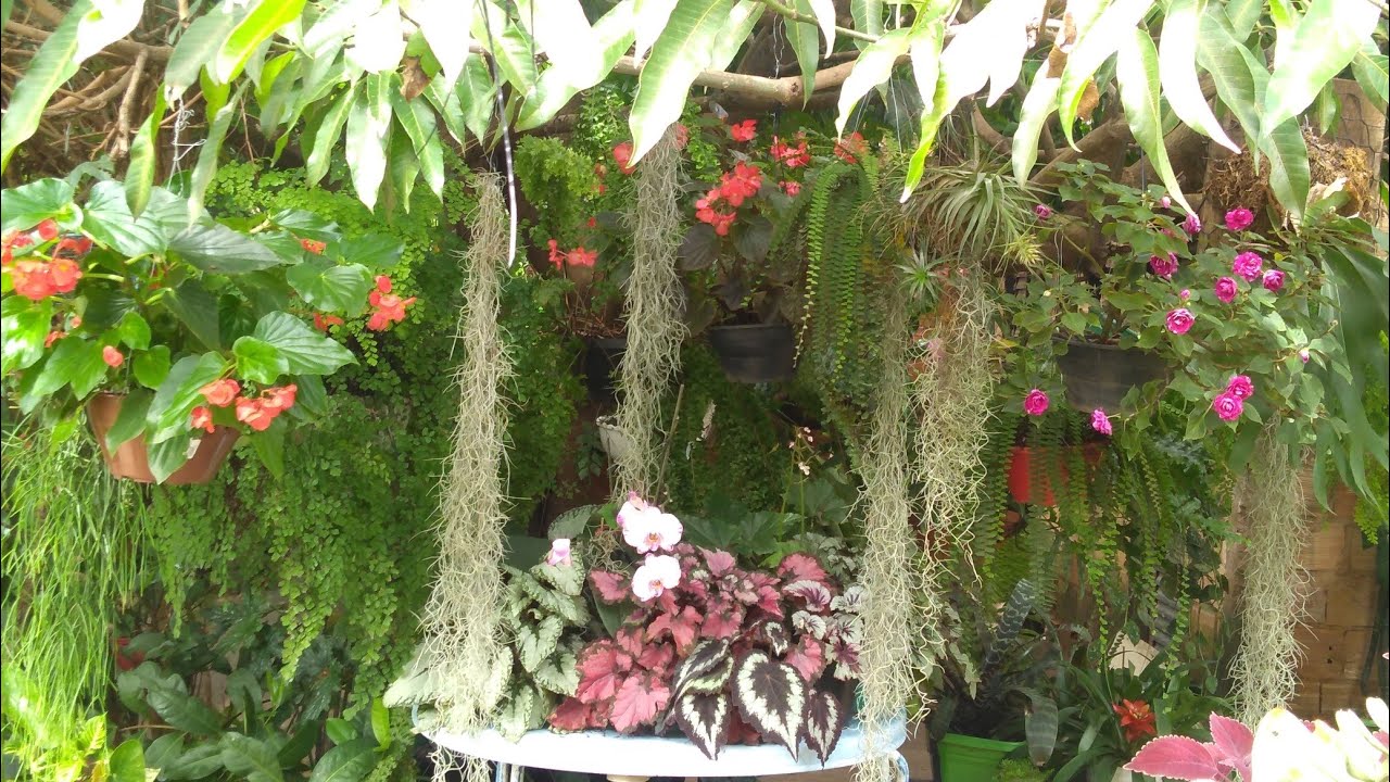 Passeando pelo meu jardim (parte 2)...