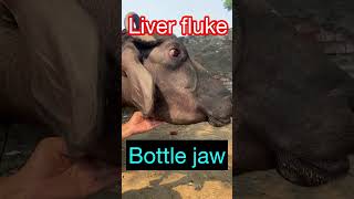 Bottle jaw l live fluke l L.F. I Dr Umar Khan
