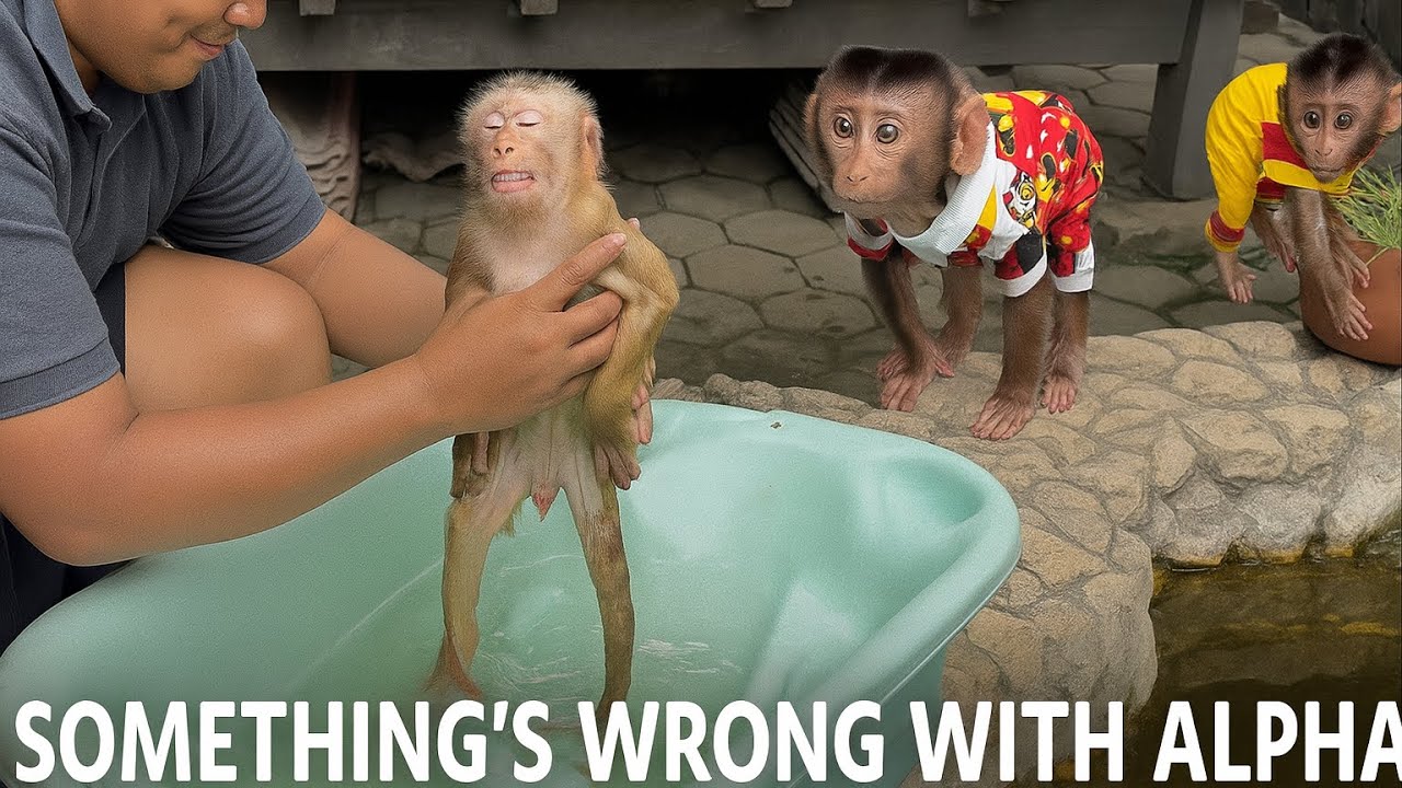 Loan and Money Were Deeply Worried as Alpha Lay Still and Unresponsive