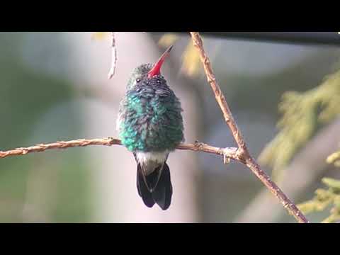 Club Des Ornithologues De Québec Sommaire Saisonnier