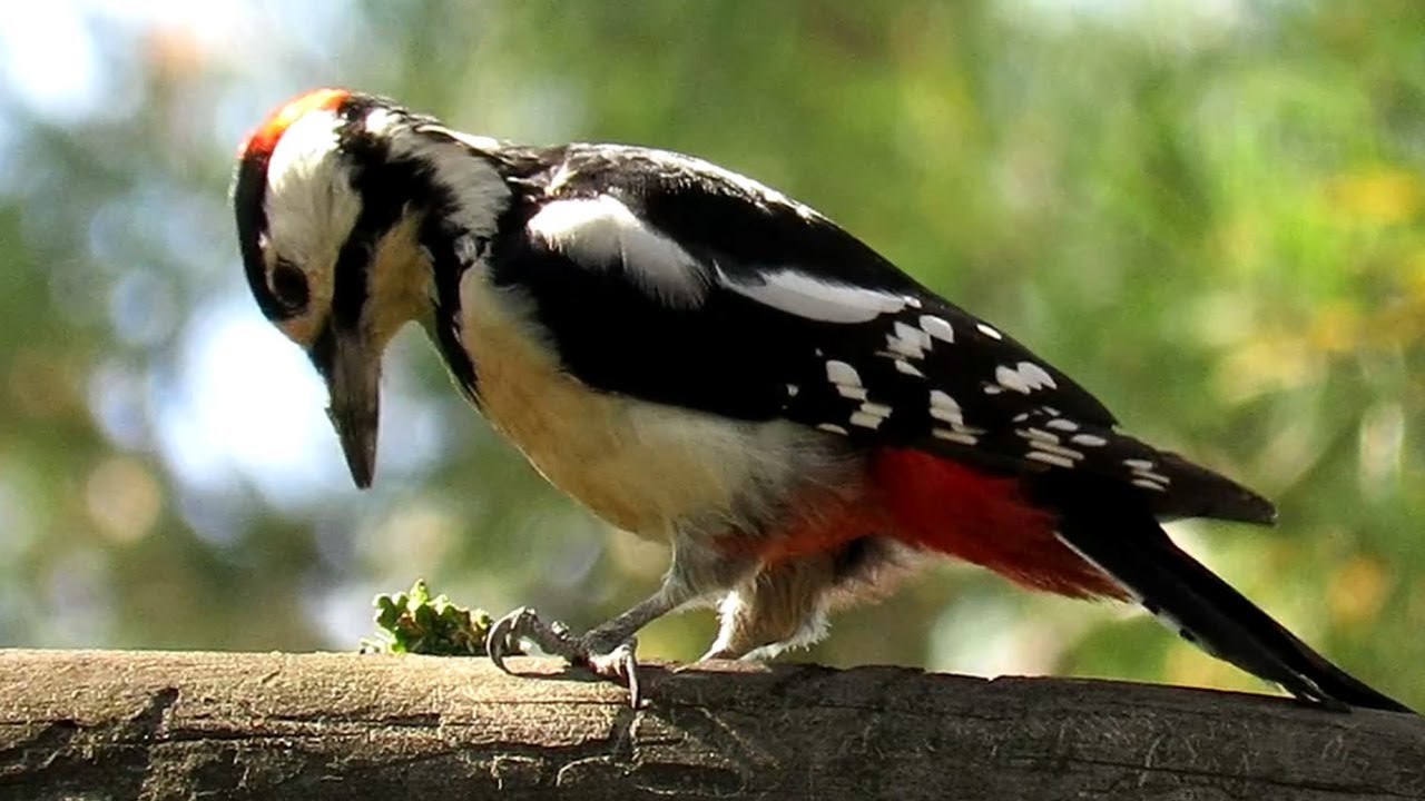 Дятел летом тоже долбит, Большой пестрый дятел - YouTube