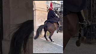 The Kings Guard Stayed Calm The Horse, Not So Much
