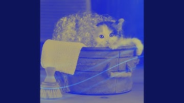 Sunny Moods for The Happy Cats