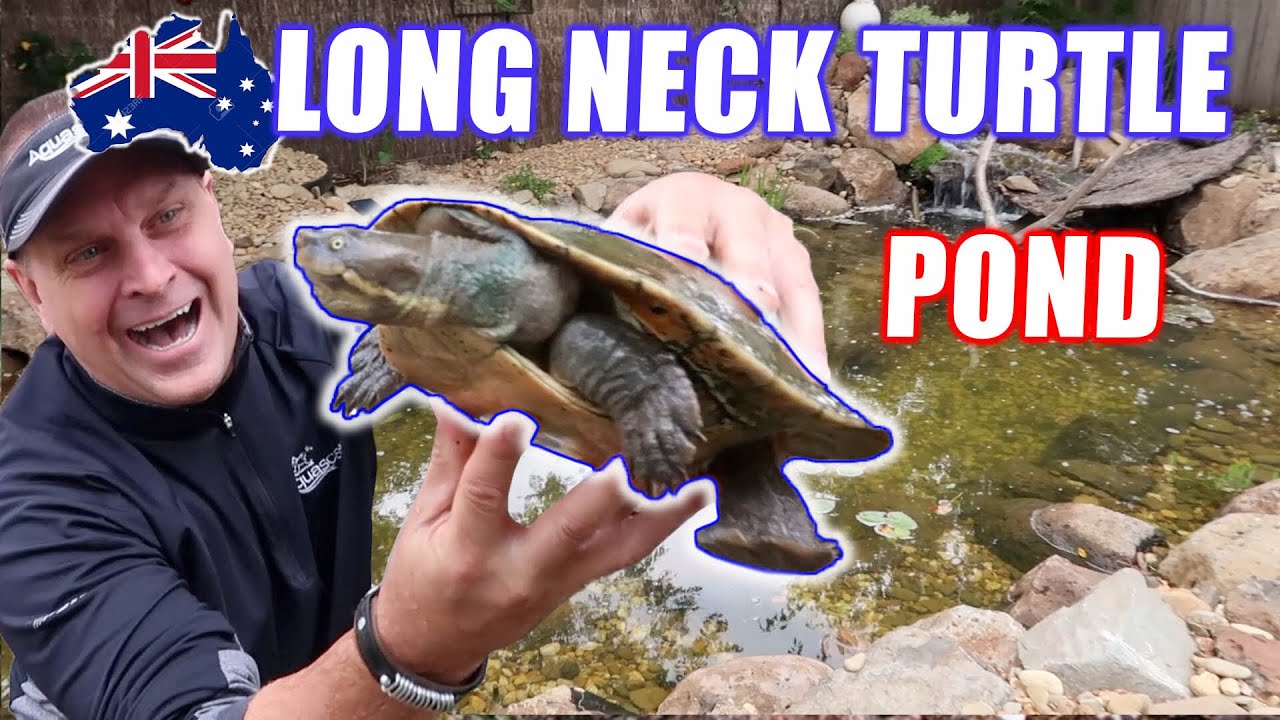 TURTLE POND and STREAM in Australia