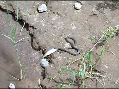 balığı sudan çıkarip yuvasına götüren yılan 1 video#ilan #Snake #Schlange #anaconda #Serpent #kobra
