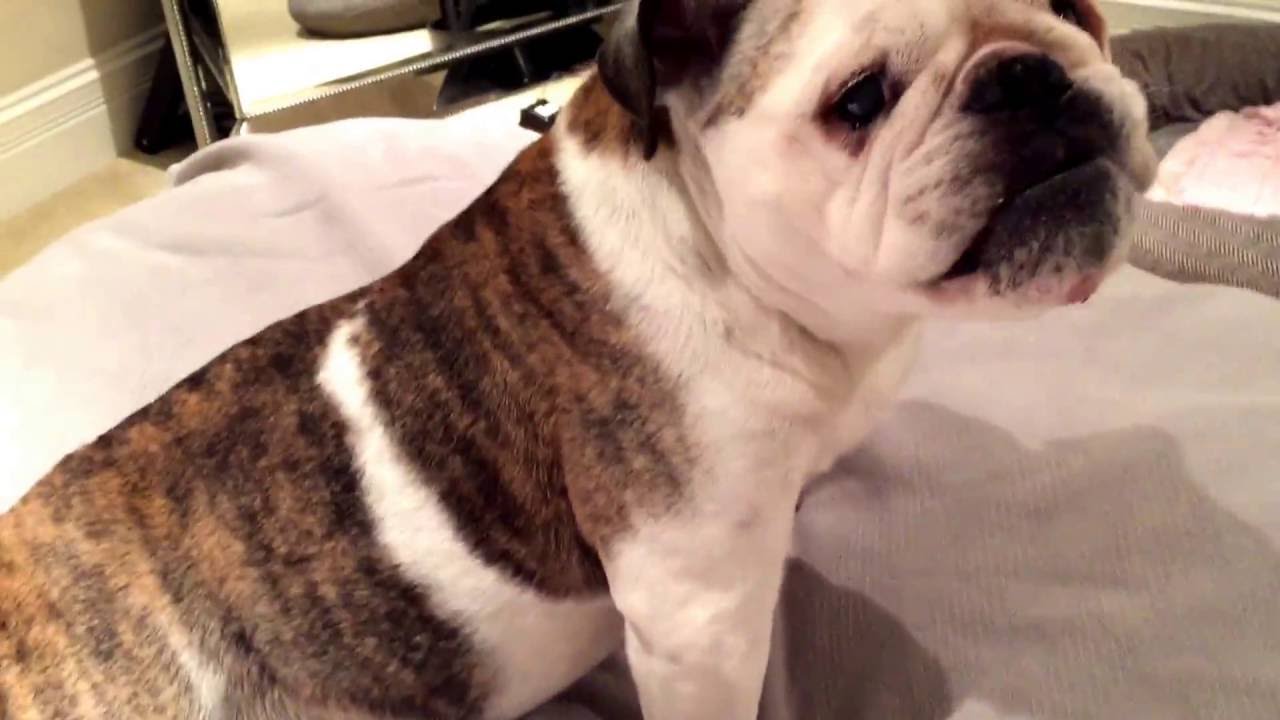Bulldog Burp and walking up a bed ramp. English bulldog YouTube