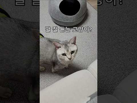 말 잘 듣는 고양이 있어요?#고양이일상 #고양이쇼츠