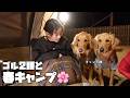 【大型犬と春キャンプ】今日もキャンプ飯が気になりすぎるゴールデンレトリバー