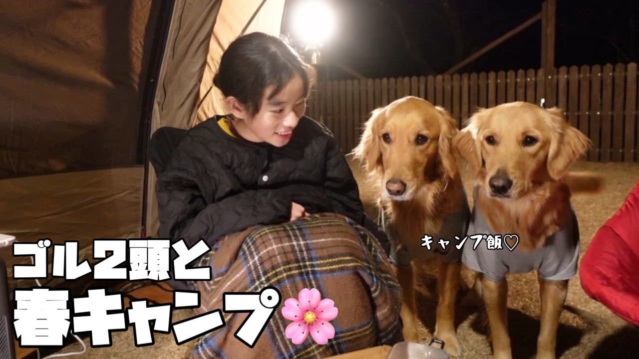 【大型犬と春キャンプ】今日もキャンプ飯が気になりすぎるゴールデンレトリバー