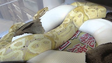 Brian Gundy Shares Lock Up Between Mohagany Banana & Yellow Striped Pied