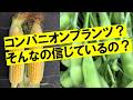 本当に効果の出るコンパニオンプランツとは？新しいコンパニオンプランツも２つ発表いたします！