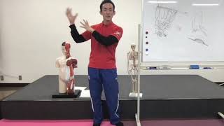 セラピストのための解剖学デモムービー