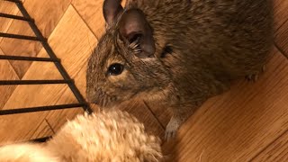 歌うネズミ とも言われているデグーの鳴き声の種類とは アパートでも響かない ペットと人と人をむすぶメディア Petribbon ペットリボン