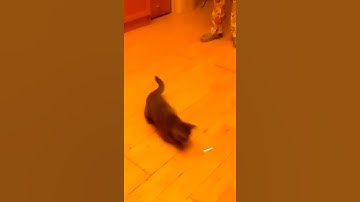 Funny Cat, Cat Playing With Laser Light | Kacha Badam