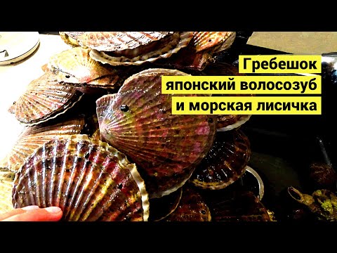 За едой с ведром. Гребешок, японский волосозуб и морская лисичка (Eng Subs)