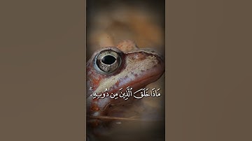 هَٰذَا خَلْقُ اللَّهِ #quran #الشيخ #المنشاوي #تلاوة خاشعة #قران كريم