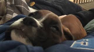 Millie The Boxer Dog Puppy Gets The Hiccups