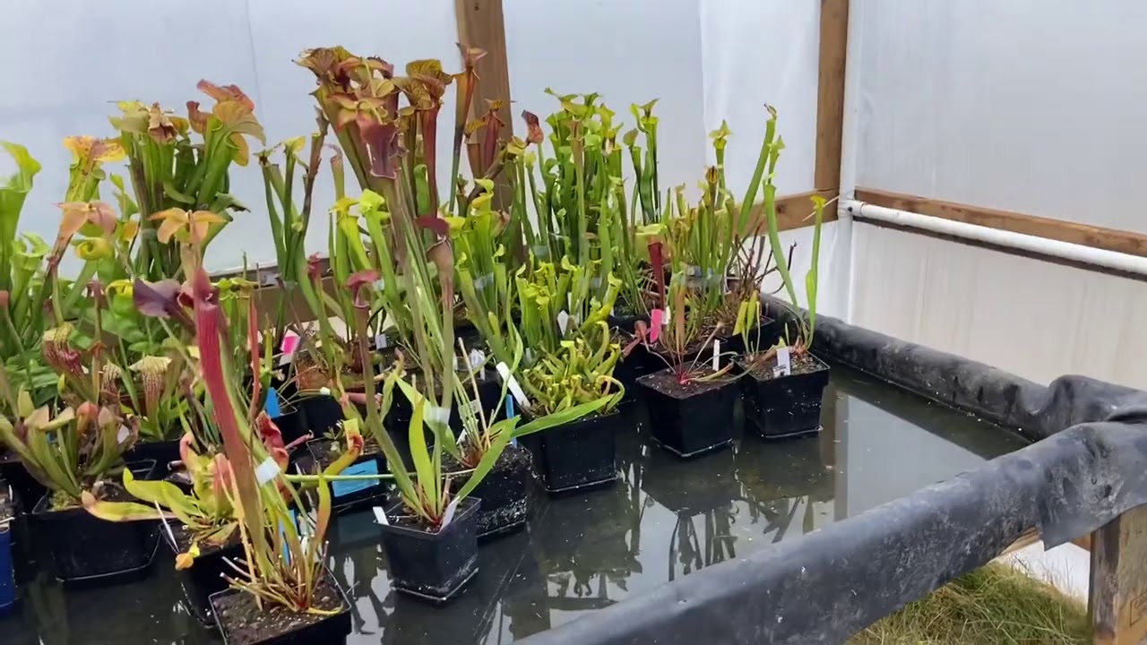 200 Carport Sarracenia Greenhouse Build Part 2 YouTube