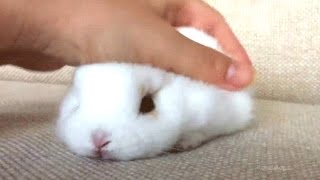 Rabbit - A Funny And Cute Bunny Videos Compilation || New Hd