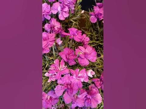РОЗОВІ КВІТИ - YouTube