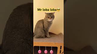 Cocos Mr Loba Dance