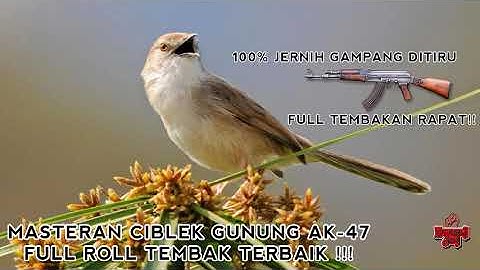 MASTERAN CIBLEK GUNUNG CIGUN FULL TEMBAKAN RAPAT NGEBREN MIRIP SUARA TEMBAKAN AK47 TERBAIK BOSSKU!!!