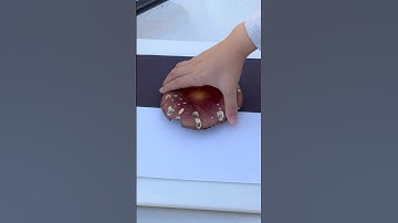 How to Make a Mushroom Spore Print #mushroom #fungi #growfood