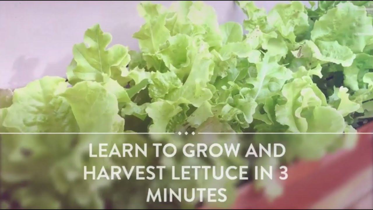 Learn How to Easily Grow Organic Lettuce in 3 minutes from Seed to ...
