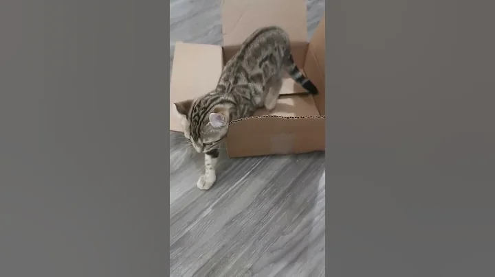 Watch the video about Exotic Highland Lynx × Bengal Kitten🐾Uncertain about the 📦#shorts #catvideos #bengalkitten #cats