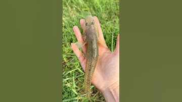 Khối Nghỉ Hè Đi Câu Cá Bóng Cát Bằng Phao Mút | Út Miền Tây