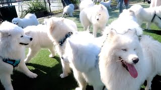 Cloud Convention  Samoyed Meet Up Party