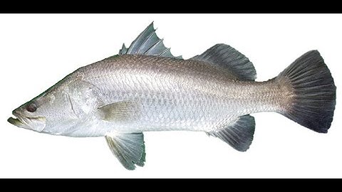 Millie the flying fish