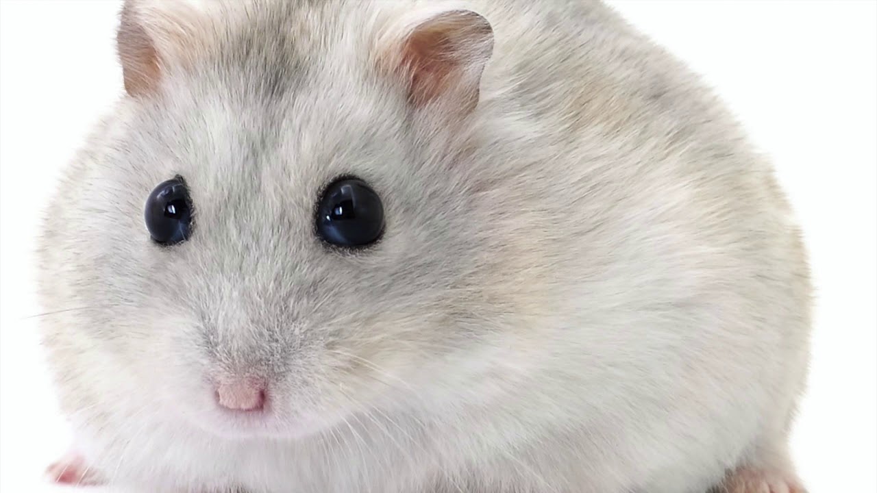 Interlude 11 Hamster Candle Hustle YouTube