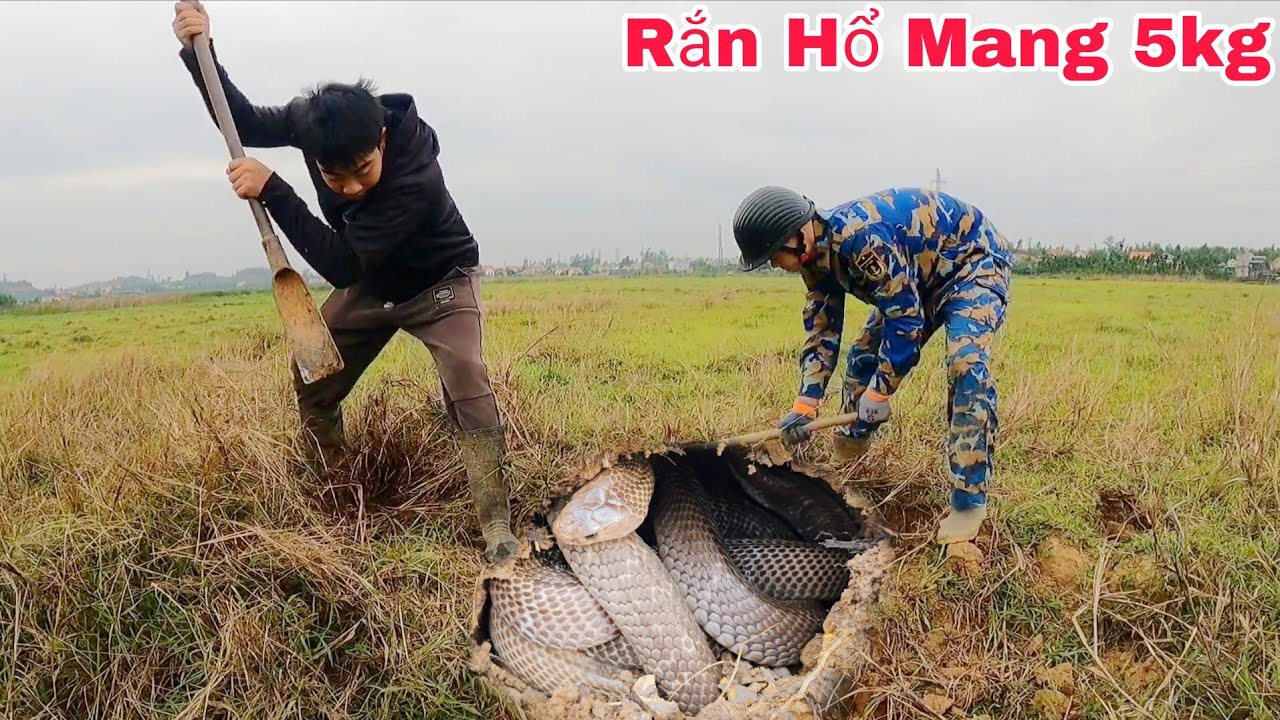Lần Theo Dấu Vết Của 1 Con Rắn Hổ Mang Chúa Nặng 5kg Hai Anh Em Gào Thét Bỏ Chạy