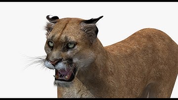 Animated Mountain Lion (Cougar or Puma) 3D Model | PROmax3D