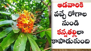 Ayurvedic Tree for Ladies Every Health problem | ఆడవారి రోగాలను నయం చేసే చెట్టు | Asoka Tree #yodha