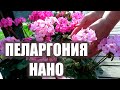 Уникальная карликовая пеларгония с необычной окраской цветков  Нано на улице