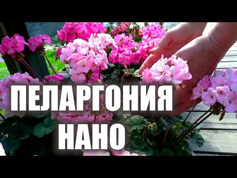 Вопрос: Птилотус Джой , как выглядит?