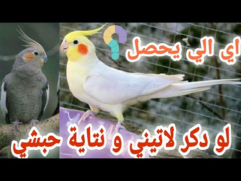 تزاوج ذكر كوكتيل لاتينو مع انثي كوكتيل حبشي هل في فرق