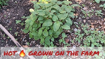 FARMING ON THE #FARM#CLEARING#PACKING#STONES#..