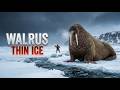 Hunting a 1,200kg Walrus on Cracking Ice | Ancient Arctic Survival