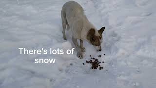 Feeding A Stray Dog One Freezing Day !🥶🥶🐺🐺#feeding #stray #dogs by With Love To Animals  187 views 3 months ago 2 minutes, 59 seconds