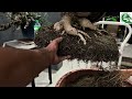 Vlog#110 repotting final pot, tisay hibiscus taiwan, kasama ang tropang CVC, cavite bonsai club 🫡🇵🇭