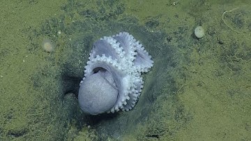 E/V Nautilus Video Bite: Two Sleeping Octopi