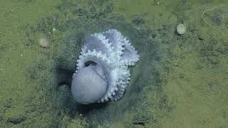 E\/V Nautilus Video Bite: Two Sleeping Octopi