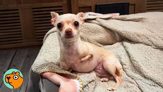 Man Raises Tiny Chihuahua Like His Baby | Cuddle Buddies