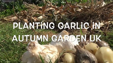 Planting Garlic in the UK
