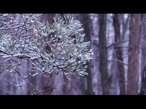 24/7 Moments of Peace Live - Relaxing Music, Safe Sleep/Study Music, Momentos de Paz